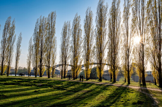Elbpark Entenwerder - ein Park an der Elbe in Hamburg mit Elbbr&uuml;cken und Pappeln und langen Schatten 