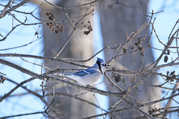 A colorful bluejay on a winter morning.