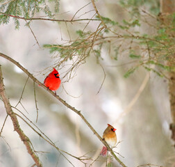 A male and female cardinal are very colorful on a winter morning.