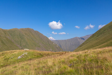 A distant panoramic view on the sharp mountain peaks of the Ushba massif in the Greater Caucasus Mountain Range in Georgia, Kazbegi Region. Mountain Ridges, Hiking, High Grass. Georgian Dolomites.