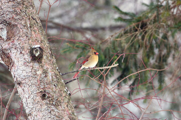 Cardinals are very colorful on a winter morning.