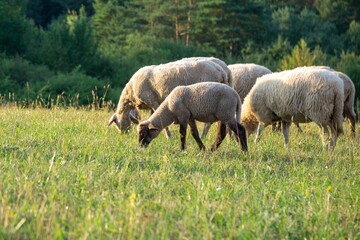 Sheep on the meadow eating grass in the herd. Slovakia