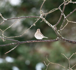 A finch rests on a winter morning.