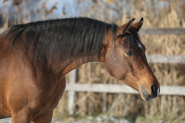 Fototapeta premium Arabian horse mare portrait