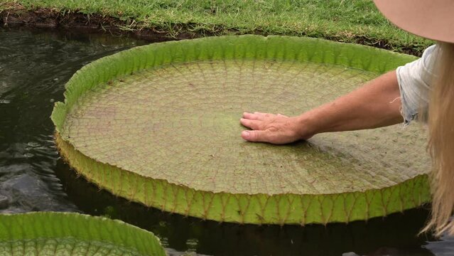 Gardening and garden design. View of a female gardener touching a giant Victoria cruziana floating leaf, growing in a pond in the garden.