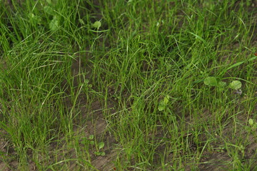 Green lawn shoots