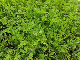 Florising ragweed - ambrosia artemisiifolia, weed ragweed, texture, background