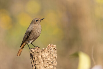 colirrojo tizon hembra posada en una rama  de encina (phoenicurus ochruros)