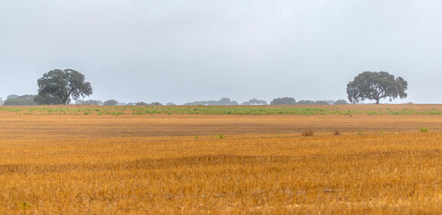 La plaine d'Alentejo sous la pluie à Aljustrel, Portugal