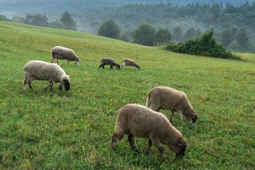Sheep on the meadow eating grass in the herd. Slovakia