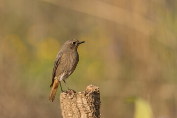 colirrojo tizon hembra posada en una rama  de encina (phoenicurus ochruros)