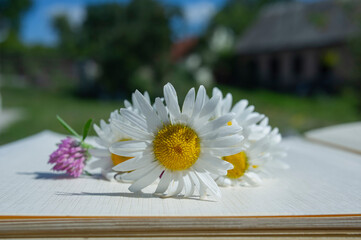 Meadow flowers bouquet of chamomile and clover lie on the pages of an open album.