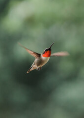 hummingbird in flight