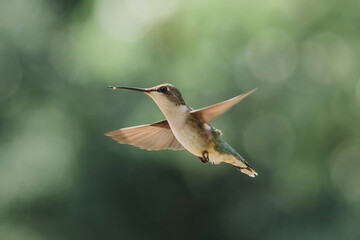 hummingbird in flight