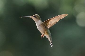 hummingbird in flight