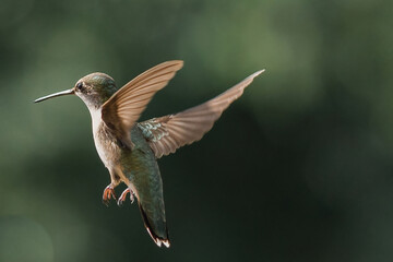 hummingbird