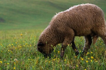 Sheep on the meadow eating grass in the herd. Slovakia