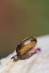 snail on leaf