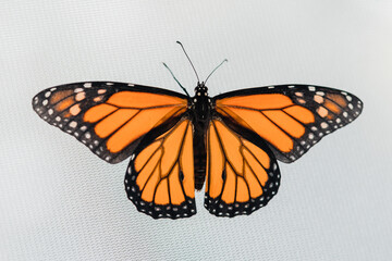 Fototapeta na wymiar Monarch