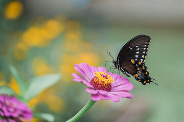 butterfly on flower