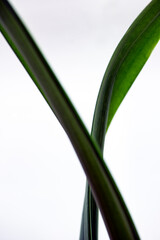 Obraz premium green plant, nacka, sverige, sweden