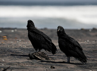 jotes cabeza negra