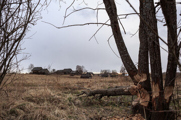 Trees felled by beavers, in the background there are many wooden houses in the village, autumn on the street.