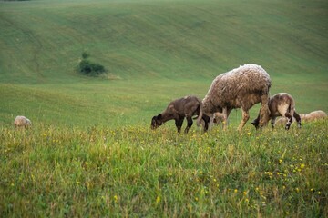 Sheep on the meadow eating grass in the herd. Slovakia