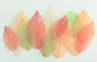 Light background with transparent leaves . Wallpaper, beautiful picture.