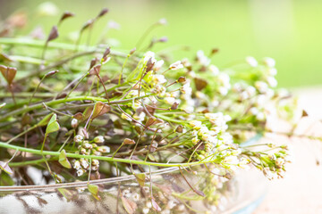 Bunch of shepherds purse, petri dish with cut pieces flowers for preparation of bursa pastoris medicinal herbstincture or elixir of non-traditional medicine . Homeopathy medicine.