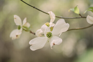 Dogwoods