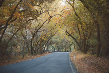 Obraz premium Autumn drive