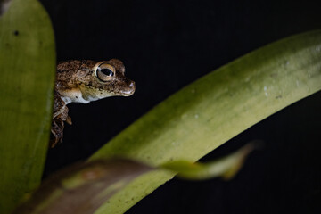 frog on a leaf