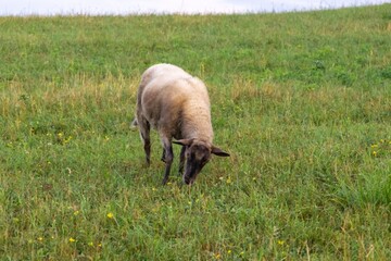 Sheep on the meadow eating grass in the herd. Slovakia