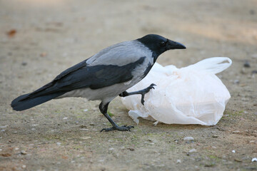 Hooded (Gray) crow eating discarded food in plastic bag