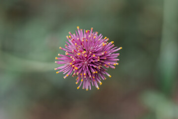 button flower