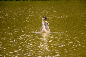 Um ganso nadando nas águas de um lago.