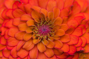Zinnia