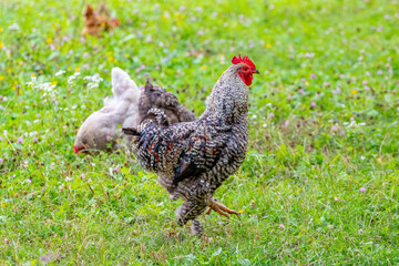 Gray spotted rooster and chickens in the garden of the farm on the grass looking for food