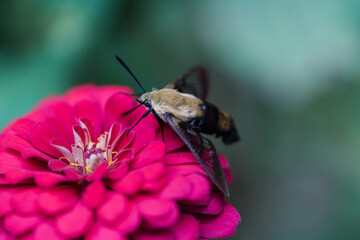 Clearwing Hummingbird Moth