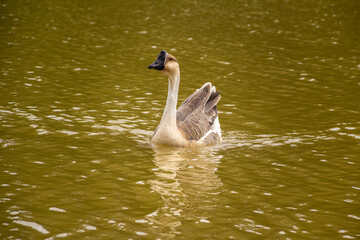 Um ganso nadando nas águas de um lago.