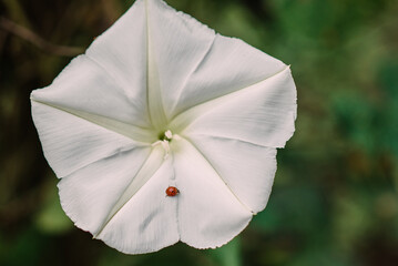 Ladybug on a moonflower