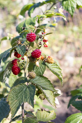 Red ripe raspberries on a branch in a garden. Growing raspberries.