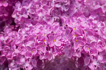 Lilac bush during flowering close up. Purple lilac flowers
