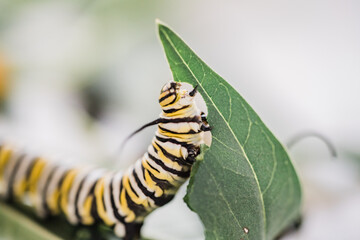 Monarch Caterpillar