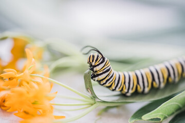 Monarch caterpillar