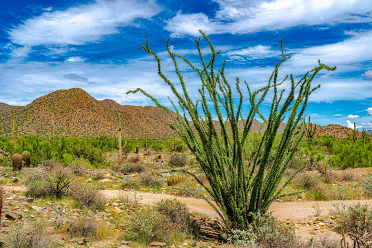 An ocotillo in the Arizona desert produces leaves after a rain