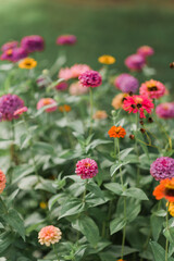 Zinnias