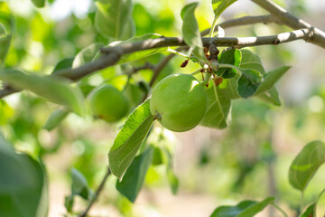 Green Braeburn apples on tree branches in the garden