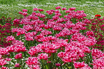 Spring garden with fresh grass, daisies and patterned in pink and white old varieties of tulips in bloom, Sofia, Bulgaria 